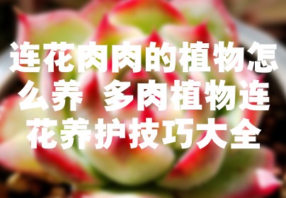 连花肉肉的植物怎么养 多肉植物连花养护技巧大全