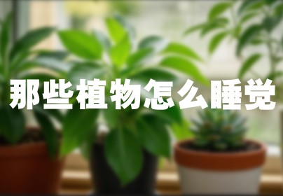 那些植物怎么睡觉