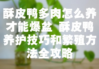 酥皮鸭多肉怎么养才能爆盆 酥皮鸭养护技巧和繁殖方法全攻略