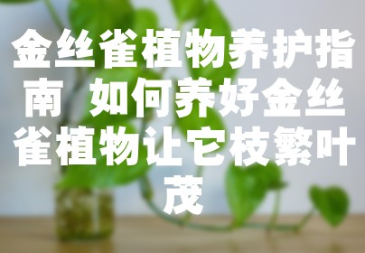 金丝雀植物养护指南 如何养好金丝雀植物让它枝繁叶茂