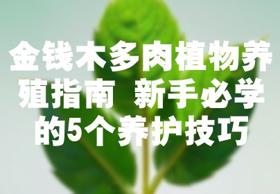 金钱木多肉植物养殖指南 新手必学的5个养护技巧