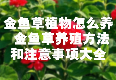 金鱼草植物怎么养 金鱼草养殖方法和注意事项大全