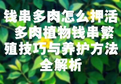 钱串多肉怎么押活 多肉植物钱串繁殖技巧与养护方法全解析
