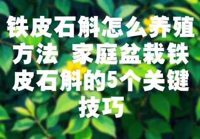 铁皮石斛怎么养殖方法 家庭盆栽铁皮石斛的5个关键技巧