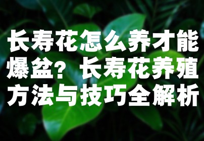 长寿花怎么养才能爆盆？长寿花养殖方法与技巧全解析