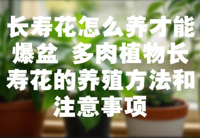 长寿花怎么养才能爆盆 多肉植物长寿花的养殖方法和注意事项