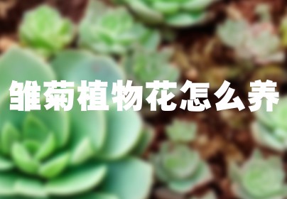 雏菊植物花怎么养