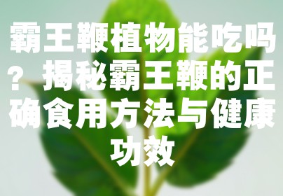 霸王鞭植物能吃吗？揭秘霸王鞭的正确食用方法与健康功效