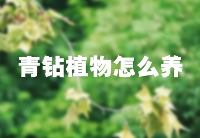 青钻植物怎么养