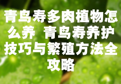 青鸟寿多肉植物怎么养 青鸟寿养护技巧与繁殖方法全攻略