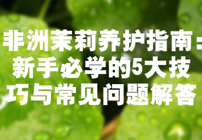 非洲茉莉养护指南：新手必学的5大技巧与常见问题解答