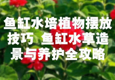 鱼缸水培植物摆放技巧 鱼缸水草造景与养护全攻略