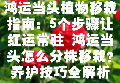 鸿运当头植物移栽指南：5个步骤让红运常驻 鸿运当头怎么分株移栽？养护技巧全解析