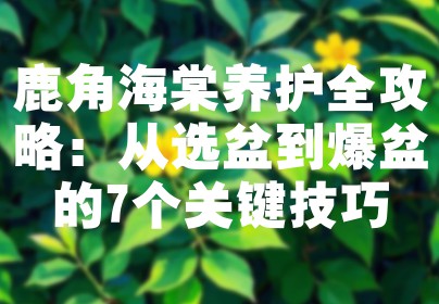 鹿角海棠养护全攻略：从选盆到爆盆的7个关键技巧