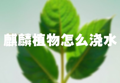 麒麟植物怎么浇水