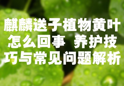 麒麟送子植物黄叶怎么回事 养护技巧与常见问题解析
