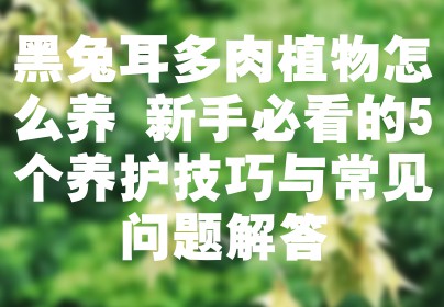 黑兔耳多肉植物怎么养 新手必看的5个养护技巧与常见问题解答
