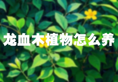 龙血木植物怎么养