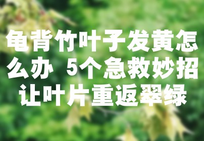 龟背竹叶子发黄怎么办 5个急救妙招让叶片重返翠绿
