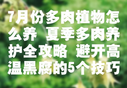 7月份多肉植物怎么养 夏季多肉养护全攻略 避开高温黑腐的5个技巧